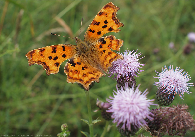 Comma butterfly