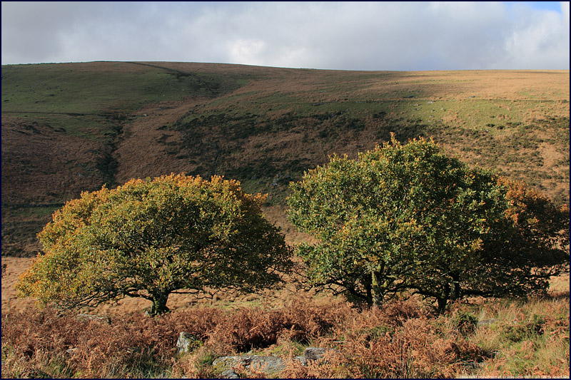 English oak trees, Dartmoor