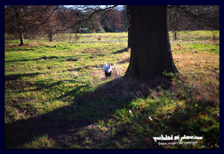 14122006 lesser spotted Pooch