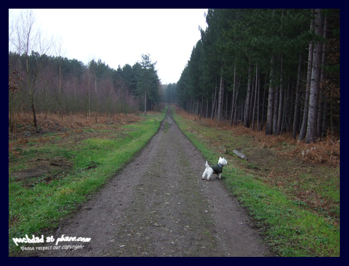 26122006 an exciting encounter in the forest!