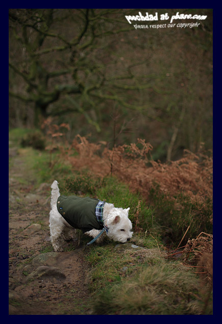 01012007 Happy New Year Poochfriends!
