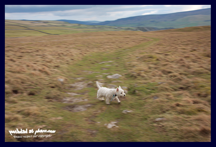 25022007 the Great Rabbit Hunt