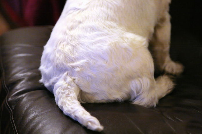 Got Butt?