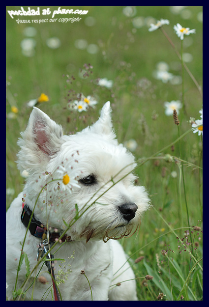 17062007 among the daisies