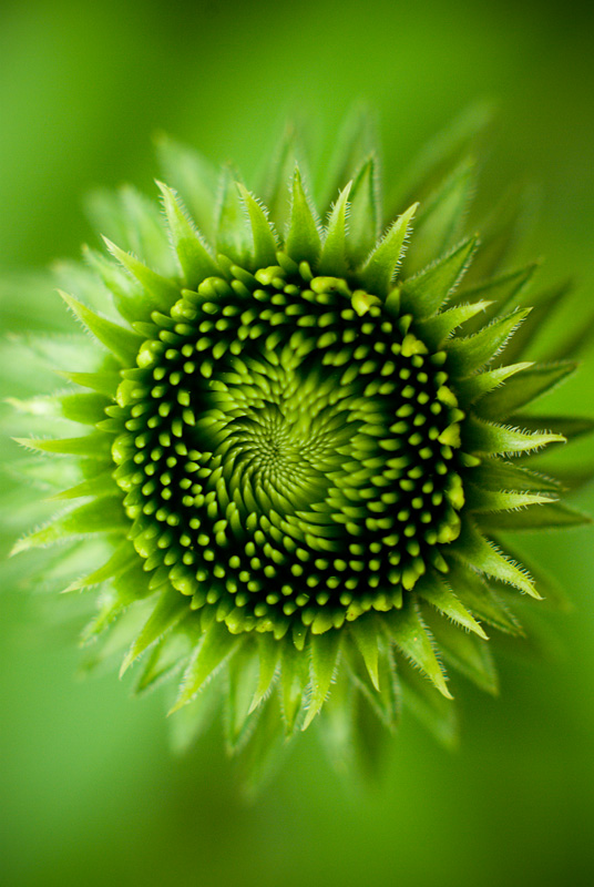 (Green) Purple Cone Flower<br>[Extension Tubes]