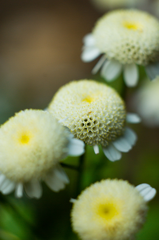 Feverfew<br>[Extension Tubes]