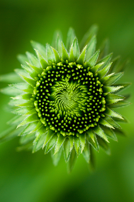 (Green) Purple Cone Flower<br>[Extension Tubes]