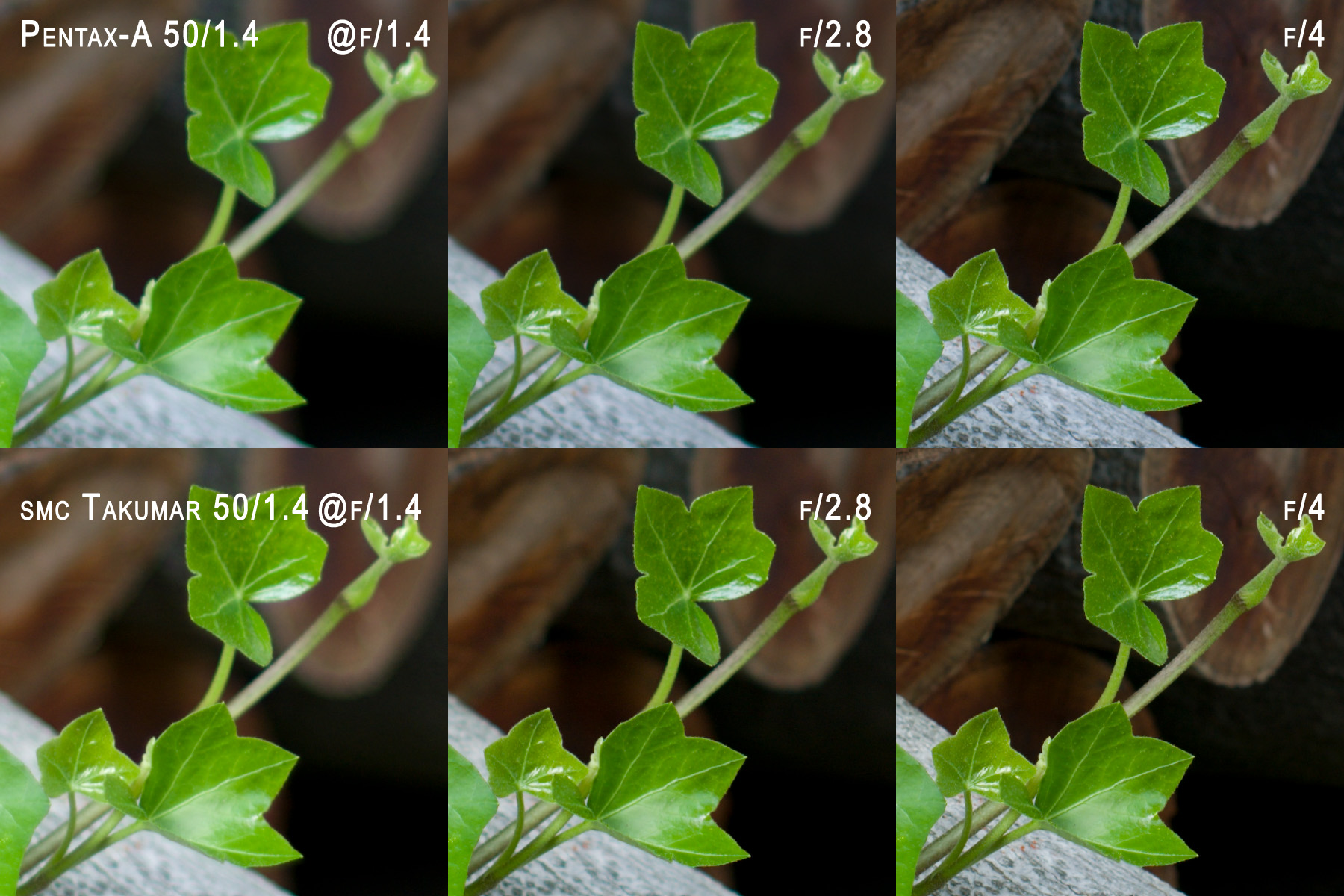 100% Crop Logs Ivy (Mis-Labeled Lens - Should Be Pentax-FA on top)