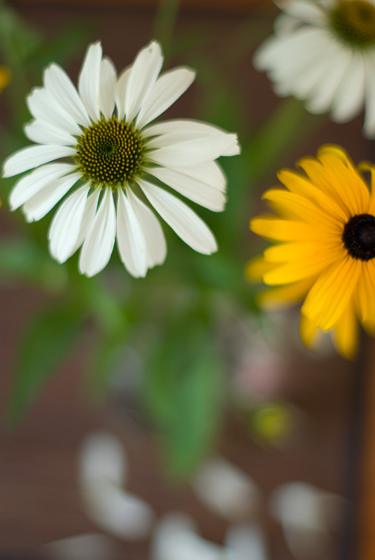 Pentax-FA 50/1.4 @ f/1.4