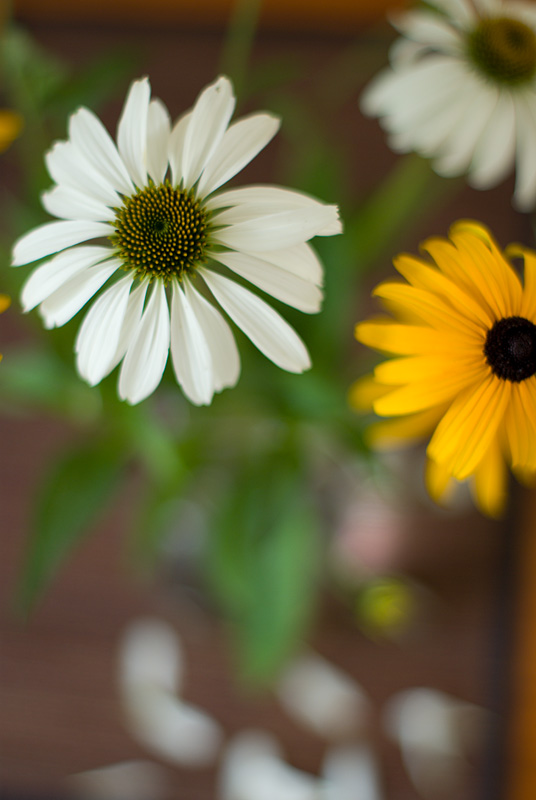 SMC Takumar 50/1.4 @ f/1.4