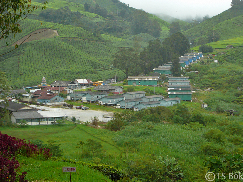 Cameron Highland.jpg