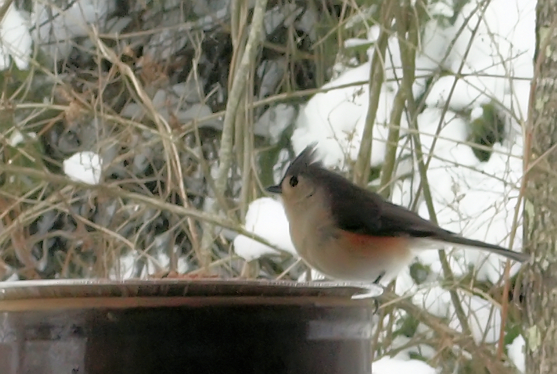 Titmouse