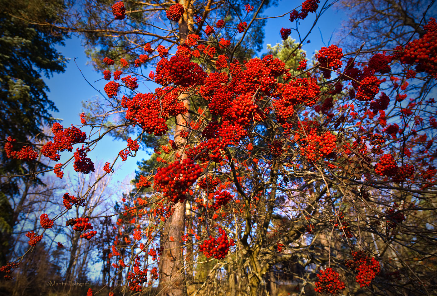 Point Me at the Sky - rowanberries, sorbus aucuparia