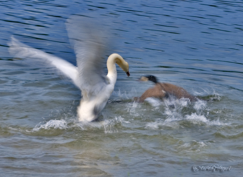 swan fight