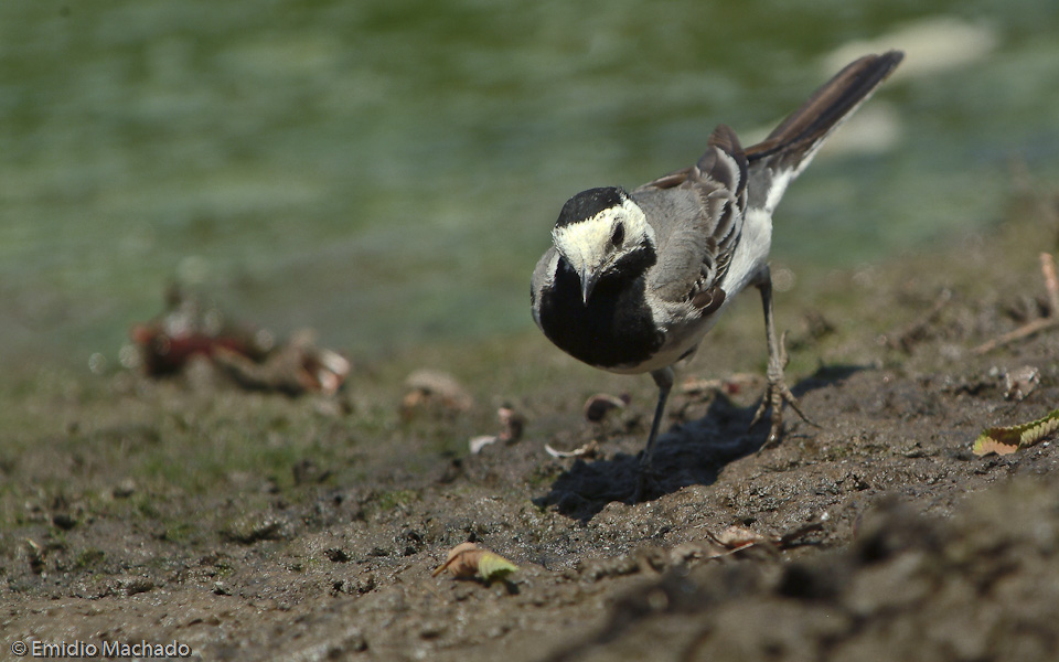 Motacilla alba_EM-7598.jpg