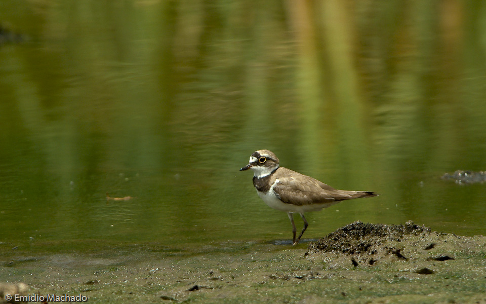 Charadrius dubius_EM-9456.jpg