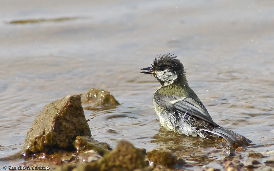 Parus major EM-0554356.jpg