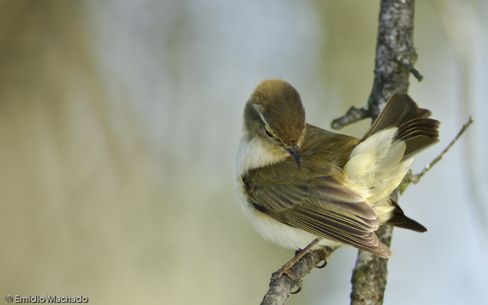 Phylloscopus collybita EM-0062011.jpg