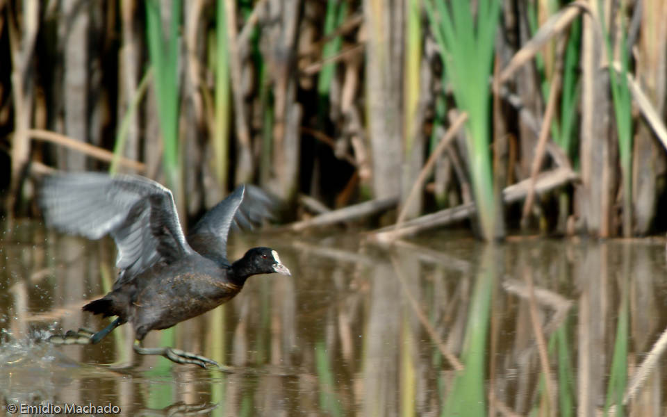 Fulica atra EM-6943.jpg