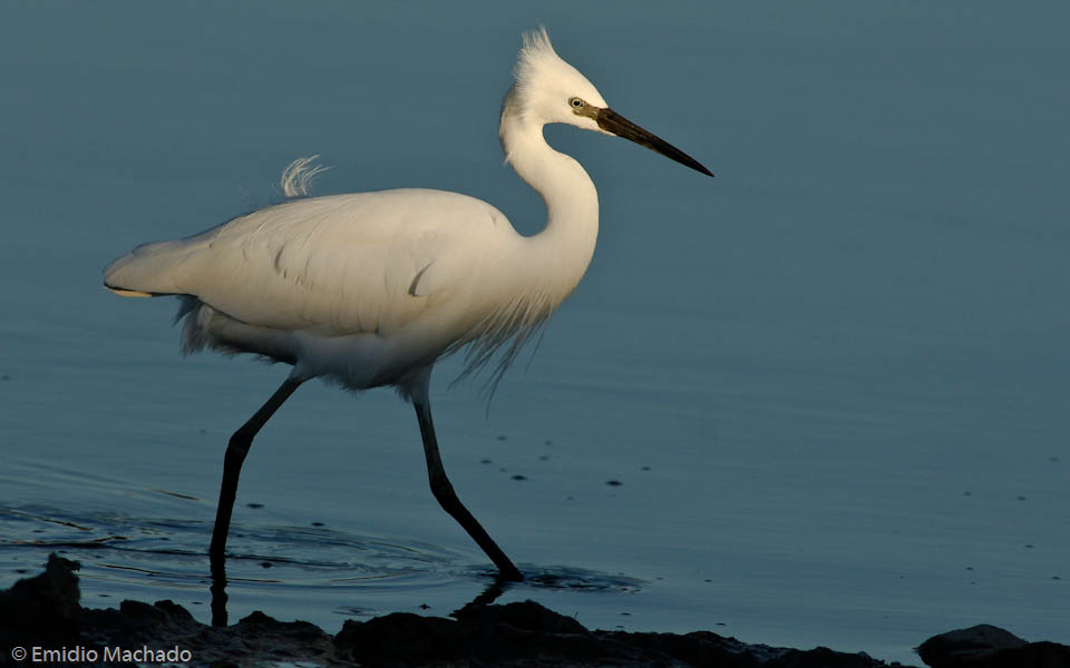 Egretta garzetta EM-0064832.jpg