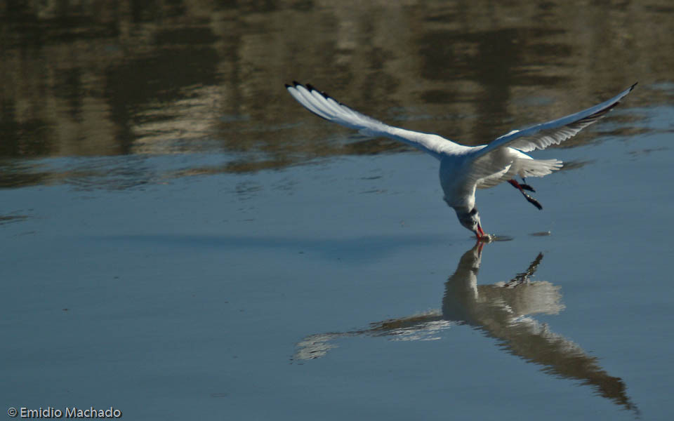 Larus ridibundus EM-5039.jpg