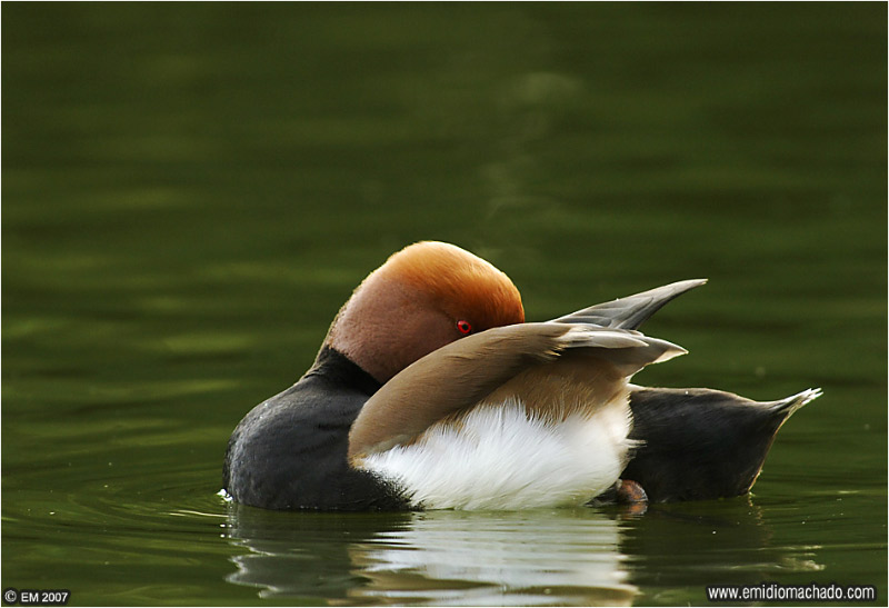 Aves