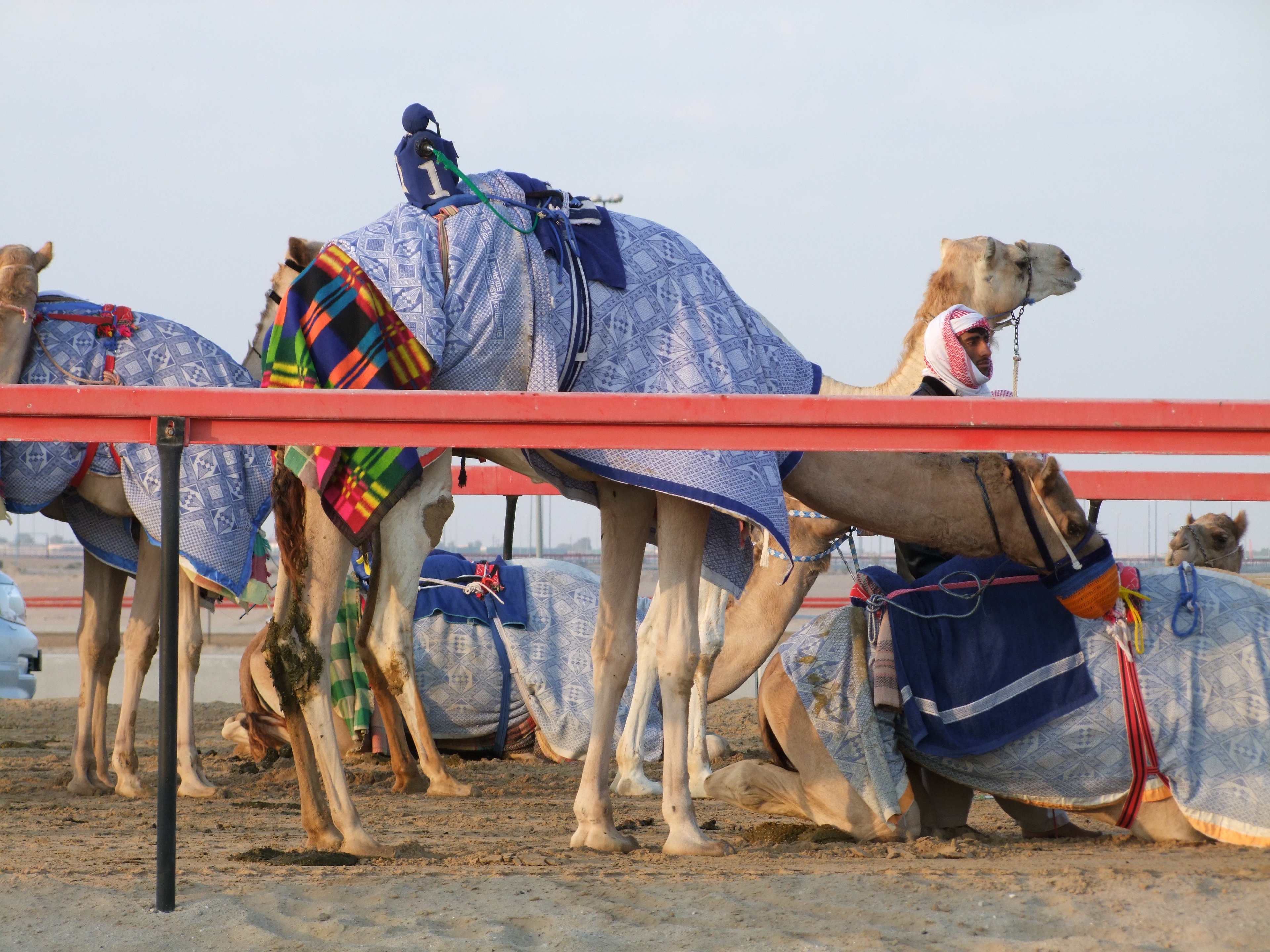 Camel Racing Al Ain
