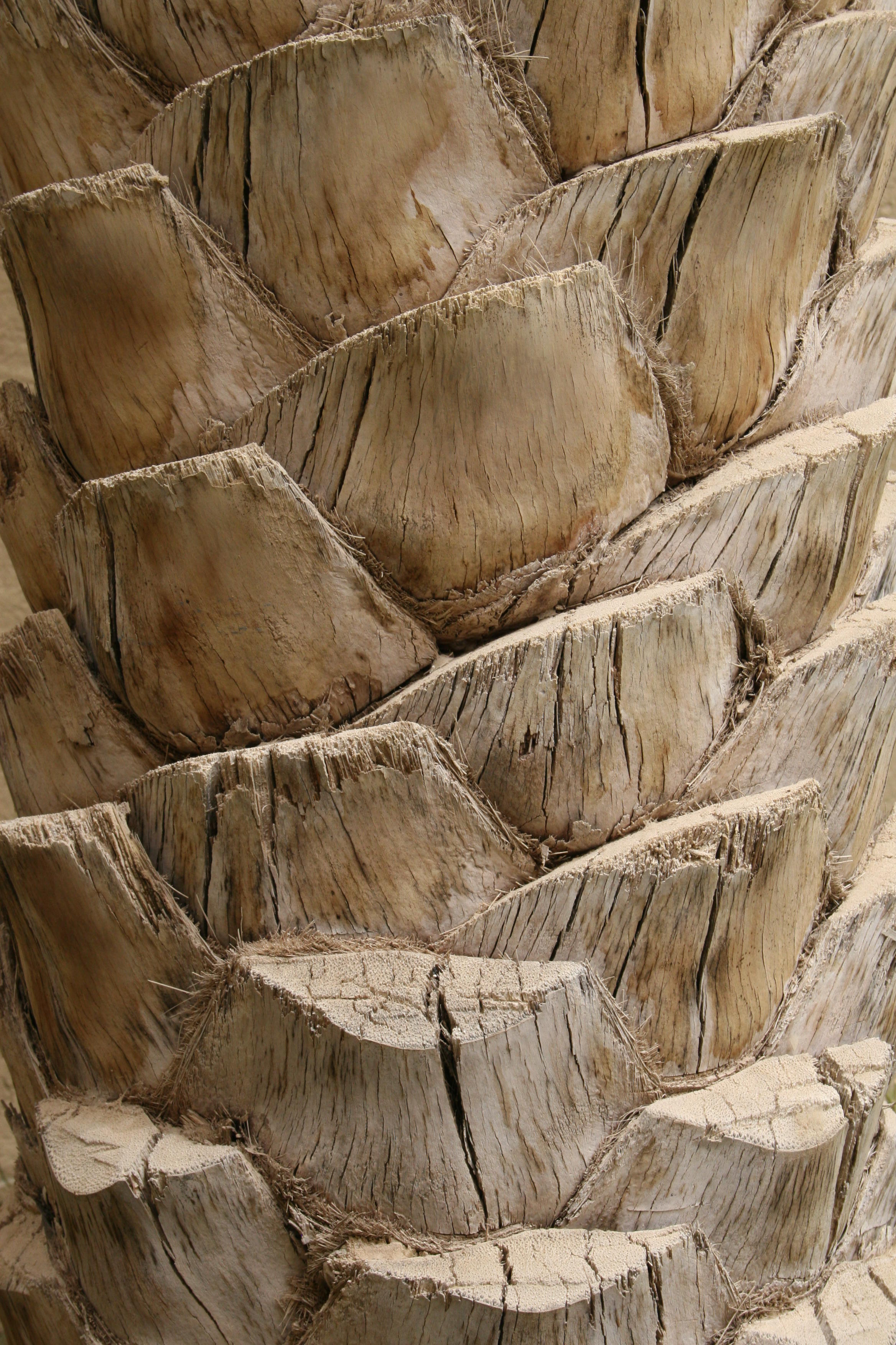 1032 12th November 06 Palm Tree Dubai.JPG
