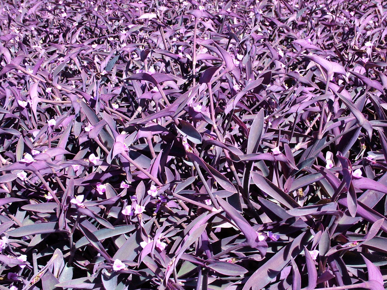 Purple Flowers Al Aqah.JPG