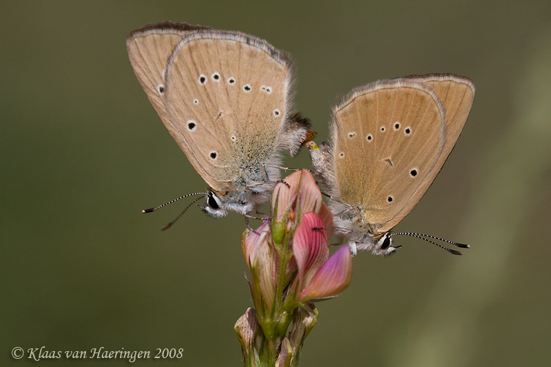 Aosta-esparcetteblauwtje - Piedmont Anomalous Blue - Polyommatus humedasae