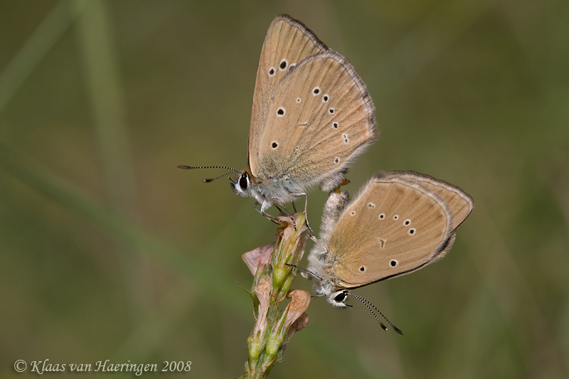 Aosta-esparcetteblauwtje - Piedmont Anomalous Blue - Polyommatus humedasae