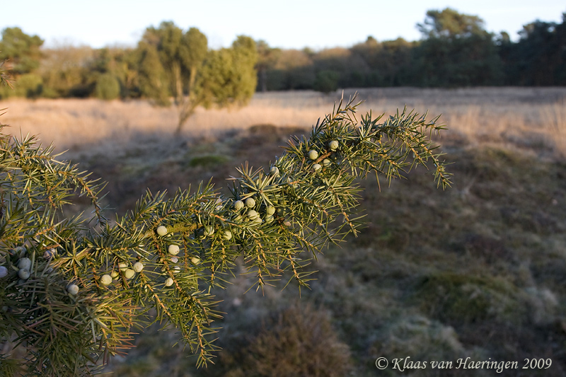 Jeneverbes - Common Juniper - Juniperus communis