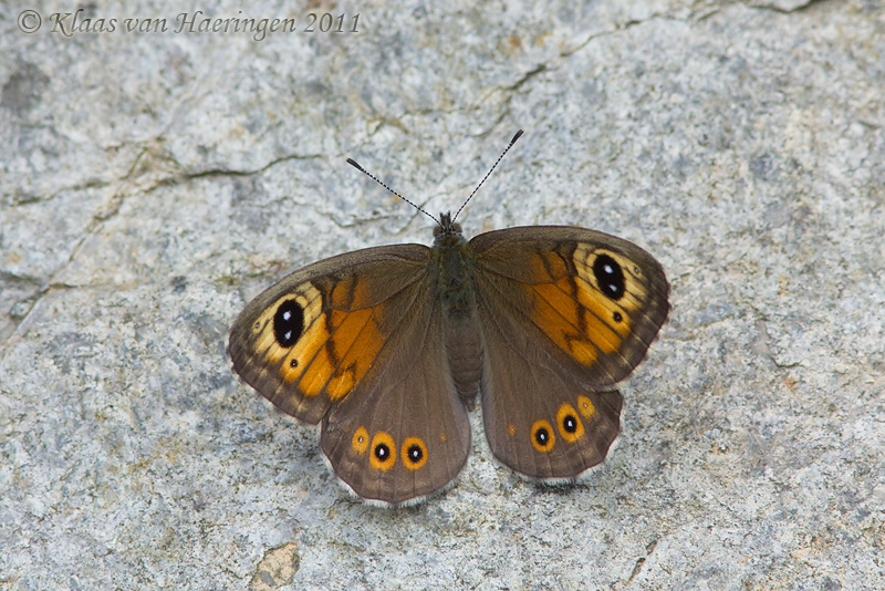 Rotsvlinder - Large Wall Brown - Lasiommata maera