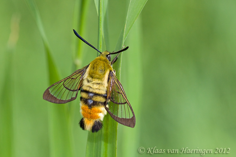 Hommelvlinder - Narrow-bordered Bee Hawk-moth - Hemaris tityus
