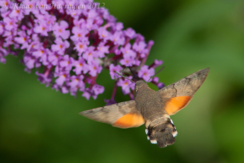 Kolibrievlinder - Hummingbird Hawk-moth - Macroglossum stellatarum