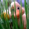 duck in grass.jpg icon