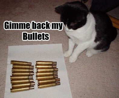 o6/36/6836/1/78587444.BcqiCD3O.cat_with_brassgivemeback.jpg
