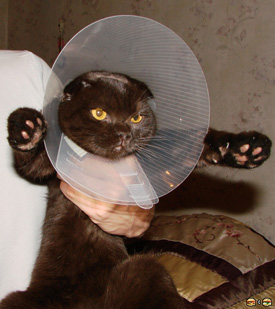 lolcat_caption_contest__1r.jpg