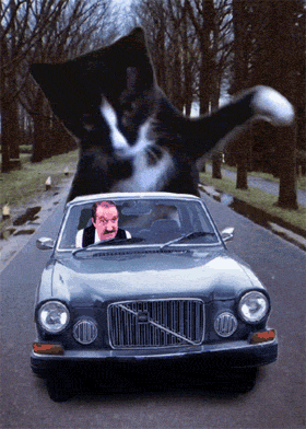 cat beating car