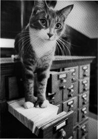 catoncardcatalog.jpeg