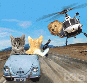   Dog in helicopter chasing cats kittens fleeing in car cat macro gif  cat has handgun pistol getaway chase kittenchase.gif