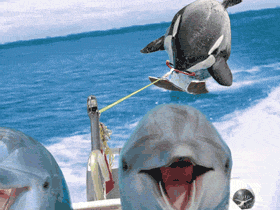 waterski2.gif Dolphins water sking