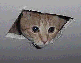 dissaprovesc1.gif ceiling cat disapproves