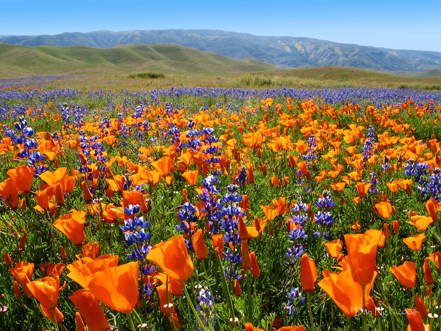 Poppies and Lupines