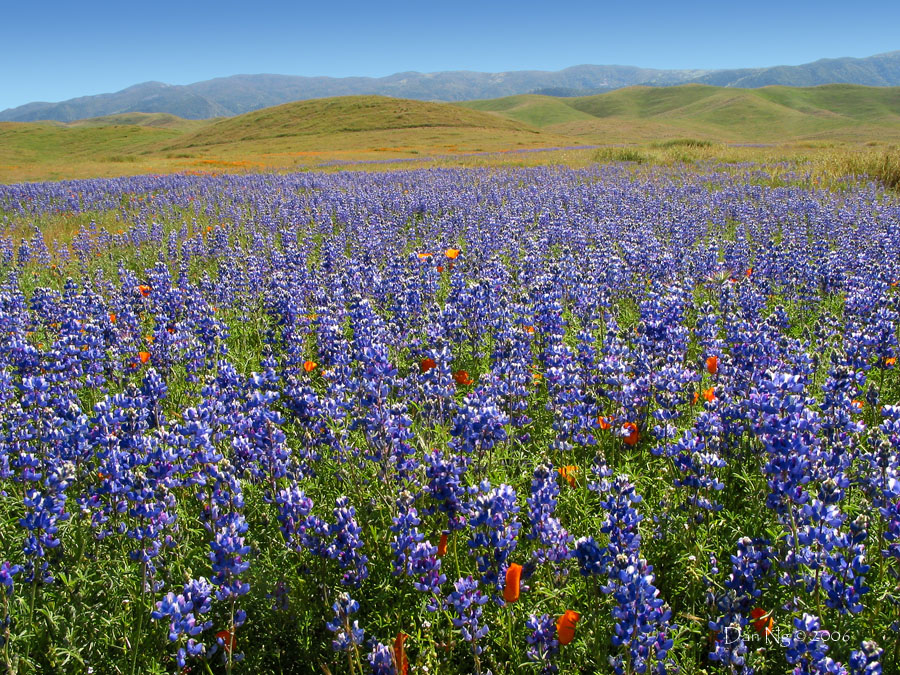 Field of Lupines