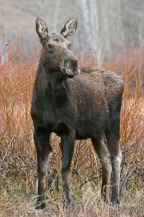 Watchful Moose