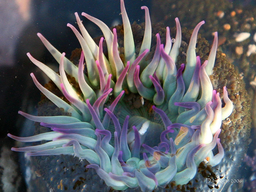 Sea Anemone