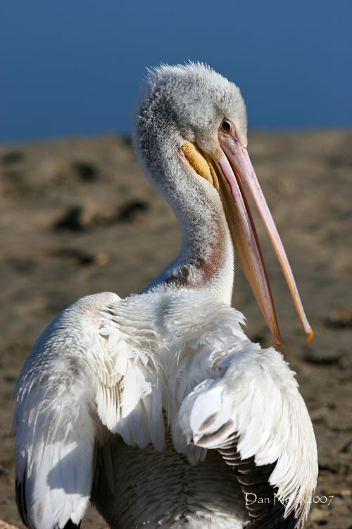 Pelican12