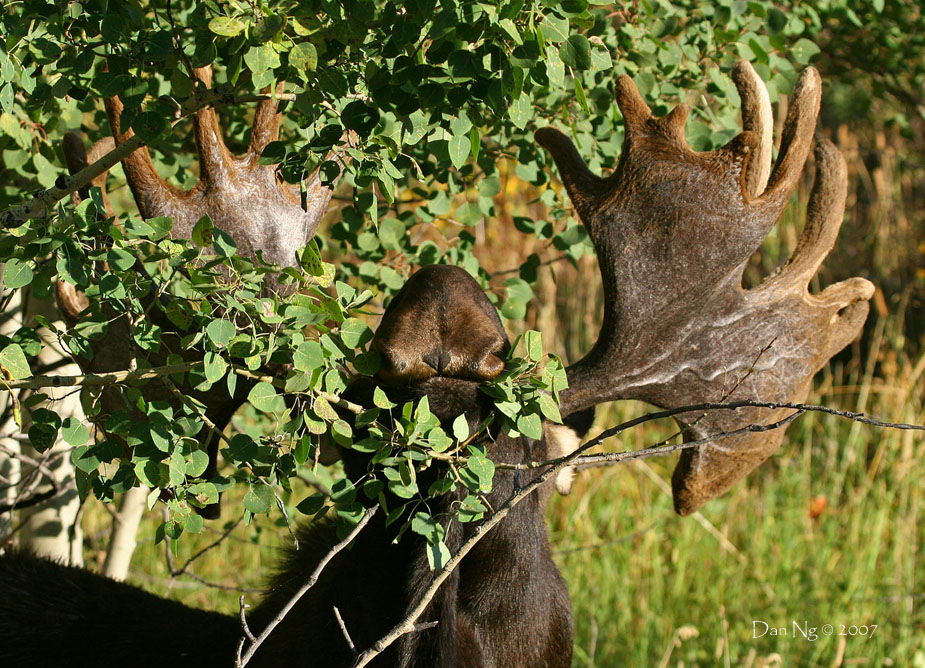 Buddy the Moose Gets a Grip on Some Aspens