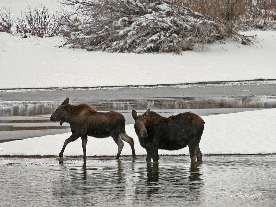 Calf and Cow in Snow